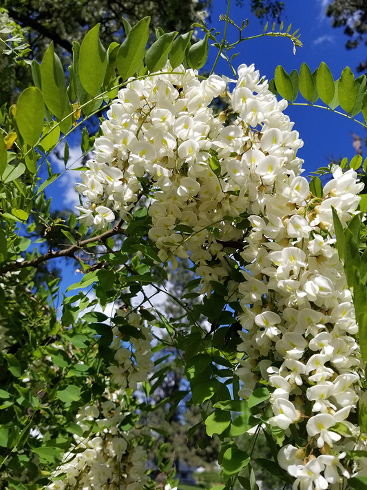 Black Locust Firming Concentrate