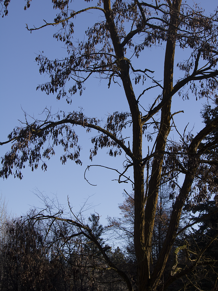 Black Locust Firming Concentrate